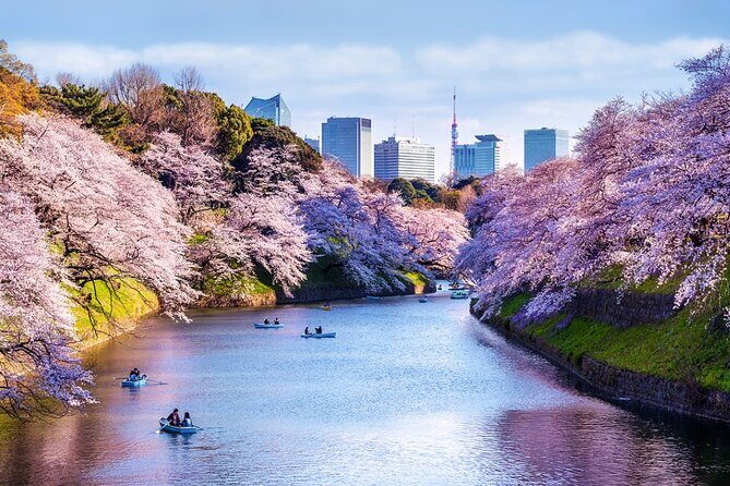 Tokyo day Tour with Lunch/ English-Speaking Driver Cum Guide - In-Depth Tour Breakdown