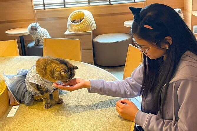 Tokyo Gotokuji Cat temple, Shinjuku Cat cafe and 3D Cat tour - Who Is This Tour Best For?