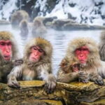 Tokyo Nagano Snow Monkey Park and Zenkoji Temple English driver - Who Would Benefit Most?