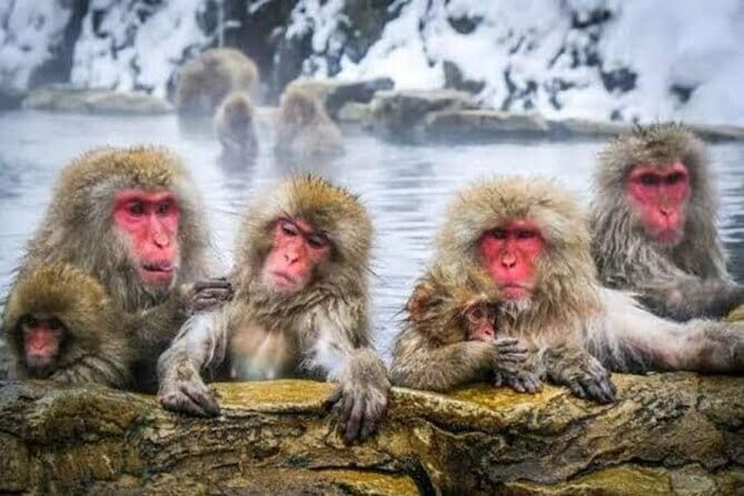 Tokyo Nagano Snow Monkey Park and Zenkoji Temple English driver - Who Would Benefit Most?