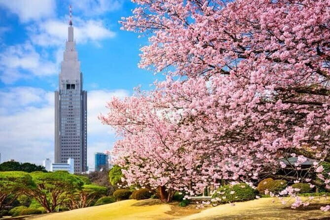Tokyo Private Day Tour by Car with English speaking Driver - What It Means for You
