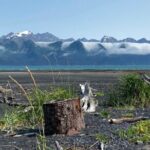 Tonsina Beach Hike with Seward Guided Hikes - An In-Depth Look at the Tour
