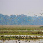 Tour of Pobitora Wildlife Sanctuary from Guwahati with Safari, Lunch and Guide - Who Will Love This Tour?