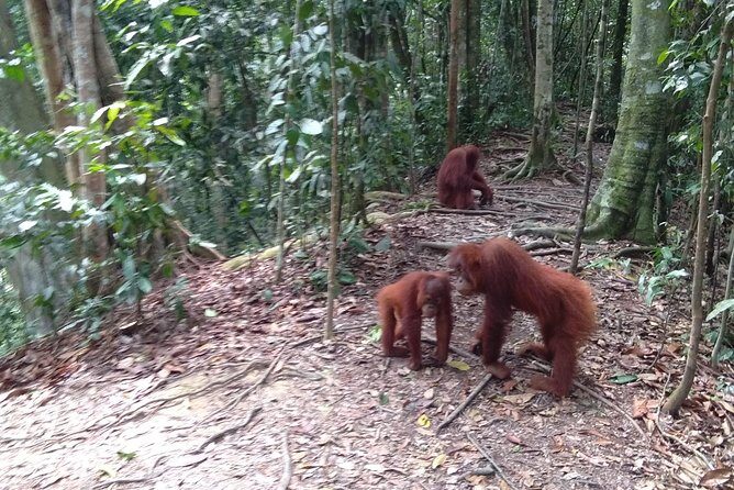 TOUR PACKAGE (jungle trekking, taxi, Room) 4 DAYS 3 NIGHTS in BUKIT LAWANG - Considerations and Potential Drawbacks