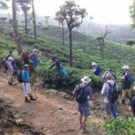 Trekking & Picnic in The Tea Plantation From Ella, Haputale & Bandarawela - Authentic Experiences Highlighted by Travelers