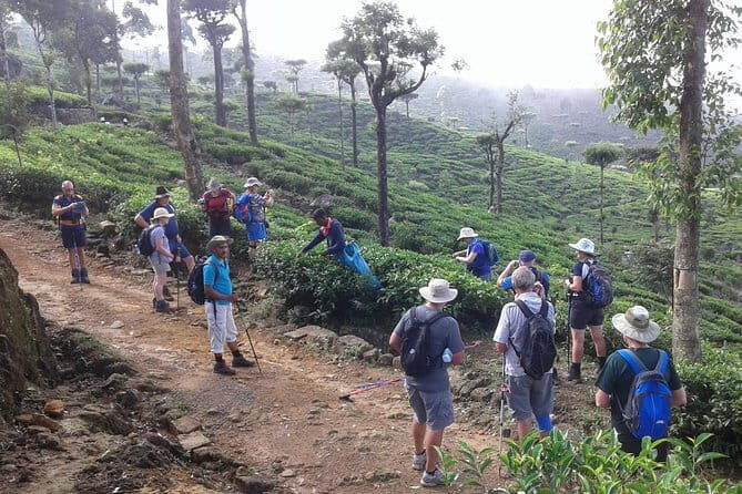 Trekking & Picnic in The Tea Plantation From Ella, Haputale & Bandarawela - Authentic Experiences Highlighted by Travelers