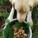 Truffle Forage and Feast - What to Expect from the Truffle Forage and Feast Tour
