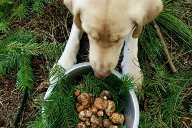 Truffle Forage and Feast - What to Expect from the Truffle Forage and Feast Tour