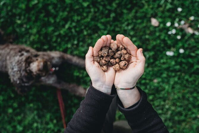 Truffle hunt in Chianti with cooking class and sunset dinner - Truffle Hunt and Cooking Class: A Taste of Authentic Tuscany