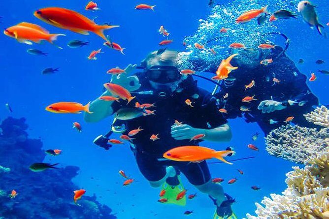 Try Scuba Diving In Havlock - What the Reviews Reveal