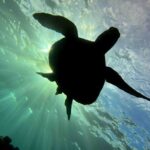 Try Scuba Diving in Kauai: No Experience Needed - Authentic Insights from Reviewers
