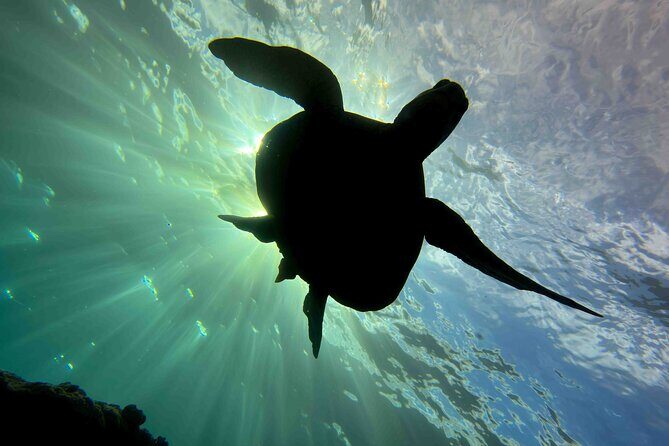 Try Scuba Diving in Kauai: No Experience Needed - Authentic Insights from Reviewers