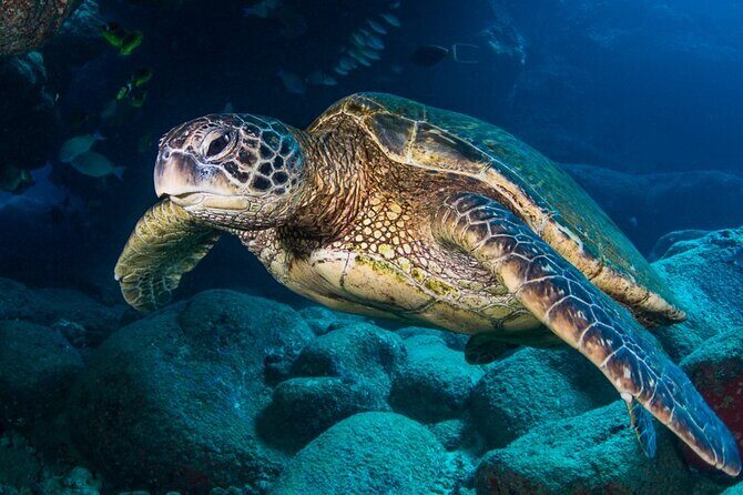 Try Scuba Diving on Kauai with Sea Turtles - Frequently Asked Questions
