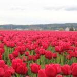 TULIP Festival @ Skagit Valley, La Conner & Deception Pass in SUV - Who Will Love This Tour?