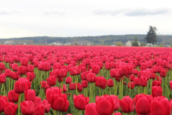 TULIP Festival @ Skagit Valley, La Conner & Deception Pass in SUV - Who Will Love This Tour?