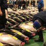 Tuna Auction and Market Tour at 'Activity Maison Kissako' - Who is This Tour Best For?