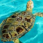 Turtle Hospital and Lower Florida Keys Day Trip from Key West - Exploring the Lower Florida Keys and Turtle Hospital: A Detailed Review