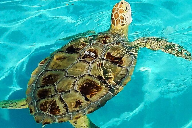 Turtle Hospital and Lower Florida Keys Day Trip from Key West - Exploring the Lower Florida Keys and Turtle Hospital: A Detailed Review