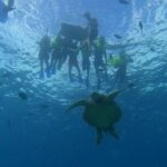 Turtle Snorkeling and Dole Plantation Guided Tour In Oahu - What Do Travelers Say?