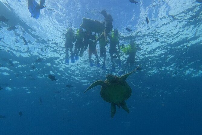 Turtle Snorkeling and Dole Plantation Guided Tour In Oahu - What Do Travelers Say?