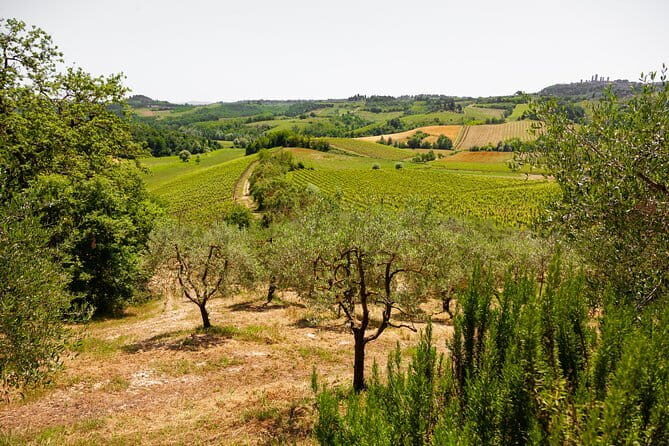 Tuscany Day Trip from Florence: Siena, San Gimignano, Pisa and Lunch at a Winery - Who Will Love This Tour?