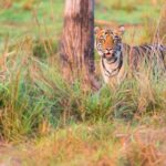 Two Night Tiger Safari Experience at Tadoba National Park &Transfers From Nagpur - An In-Depth Look at the Tour Experience