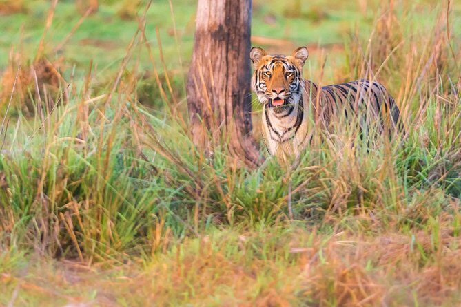 Two Night Tiger Safari Experience at Tadoba National Park &Transfers From Nagpur - An In-Depth Look at the Tour Experience