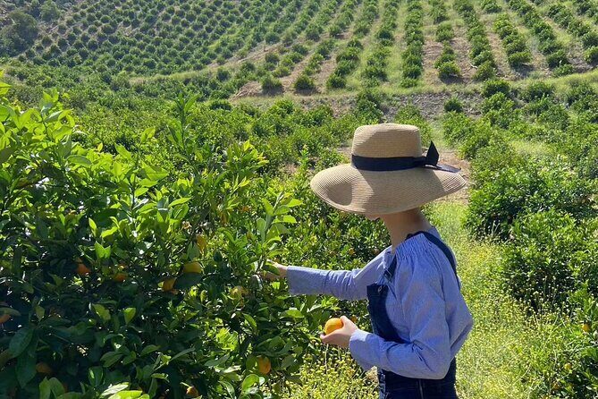 U-Pick - Tangerine and Lemon Picking at Sunmist Tangerine Farm - What You Can Expect During the Tour