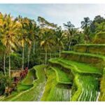 Ubud ATV Quad Bike, Monkey Forest and Rice Terrace - Authenticity and Local Insights