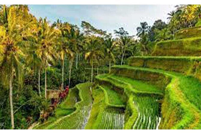 Ubud ATV Quad Bike, Monkey Forest and Rice Terrace - Authenticity and Local Insights