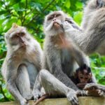 Ubud Best Tour - Final Thoughts