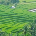 Ubud Buggy Adventure & Costumize Activities & cultural tours - The Buggy Ride: A Thrilling Introduction to Ubud’s Nature