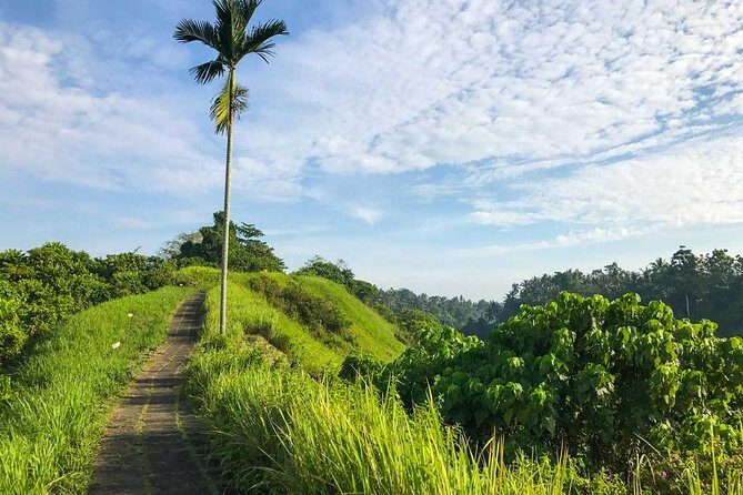Ubud Countryside Tour: Campuhan Ridge Walk and Rice Terrace - Practical Details and What to Expect