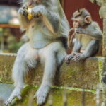 Ubud Full Day Private Tour with All Inclusive - Exploring the Itinerary in Detail