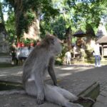 Ubud Full Day Tour - Costumeize Your Own Trip - Who Is This Tour Best Suited For?