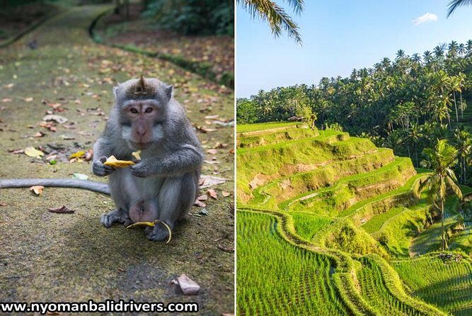 Ubud Full Day Tour - Value for Money