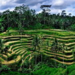 Ubud Highlight Private Charter with Jungle Swing - Who Is This Tour Best For?