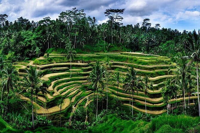 Ubud Highlight Private Charter with Jungle Swing - Who Is This Tour Best For?