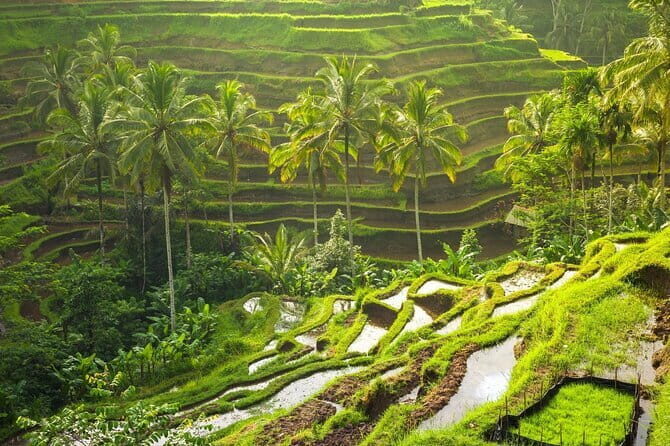 Ubud: Monkey Forest, Rice Terraces and Jungle Swing Tour - Practical Insights & Tips