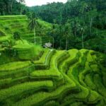 Ubud Private Tours with Jungle Swing Experience - all inclusive - What’s Included and What’s Not