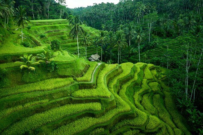 Ubud Private Tours with Jungle Swing Experience - all inclusive - What’s Included and What’s Not