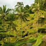 UBUD Spring Temple, Waterfall, Rice Terraces Private Tour - Practical Details and What to Expect