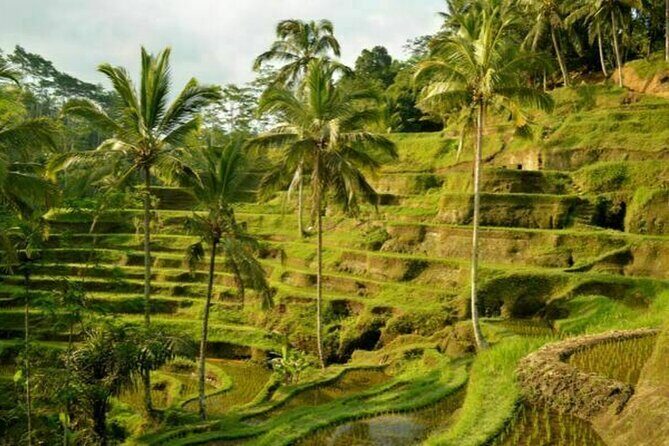 UBUD Spring Temple, Waterfall, Rice Terraces Private Tour - Practical Details and What to Expect