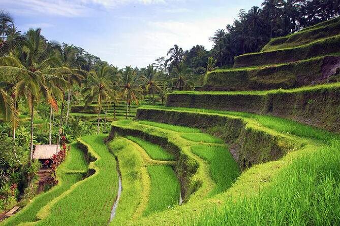 Ubud Tour - Best of Ubud - All Inclusive - The Practicalities — What You Need to Know