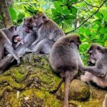 Ubud Tour - Highlight of Ubud - Traditional Tour - The Sum Up: Who Should Book This Tour?