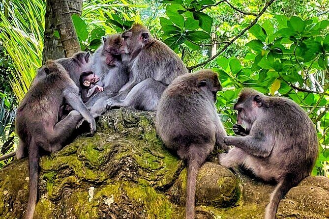 Ubud Tour - Highlight of Ubud - Traditional Tour - The Sum Up: Who Should Book This Tour?