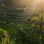 Ubud Tour Water Temple with Jungle Swing - Who Should Book This Tour?