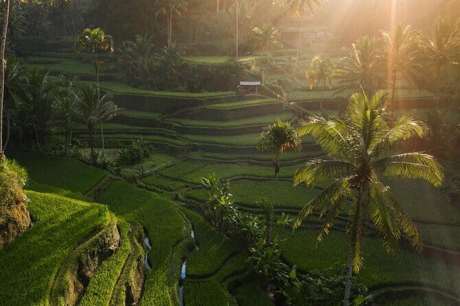 Ubud Tour Water Temple with Jungle Swing - Who Should Book This Tour?