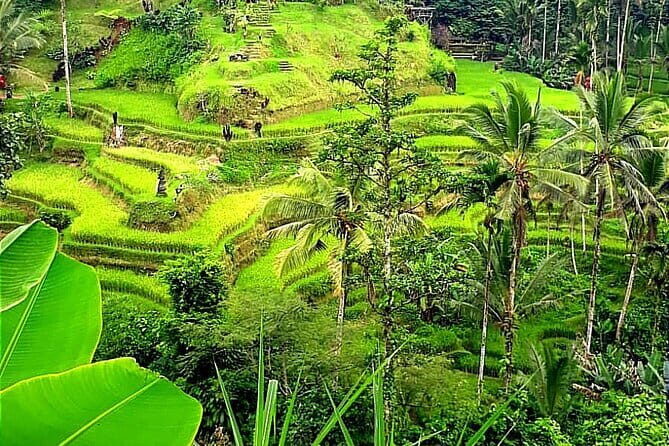 Ubud Tour with all includes - Who Would Love This Tour?