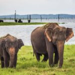 UDAWALAWA National Park ALL INCLUSIVE Tour with PICK UP INCLUDED - The Sum Up